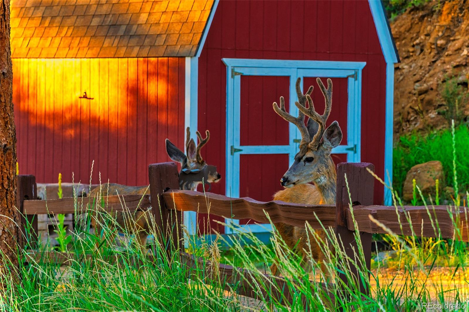 614 Spring Valley Bailey, CO 80421 - Photo 8 of 37