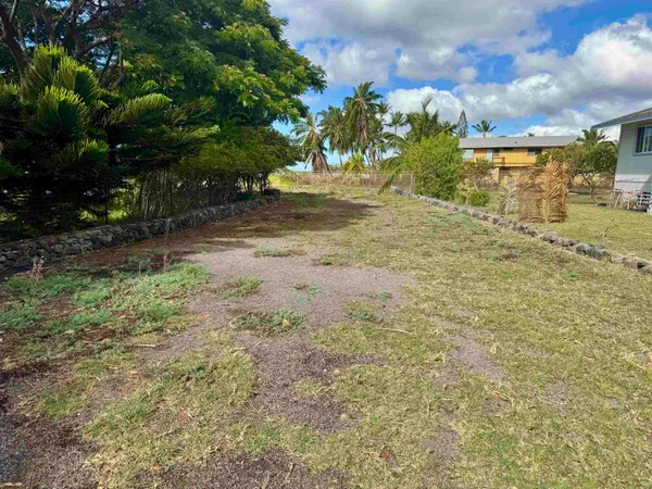 a view of a yard with plants and trees