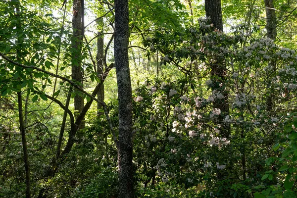 $79,900 | 260 Eastatoe Parkway, Sunset, SC 29685