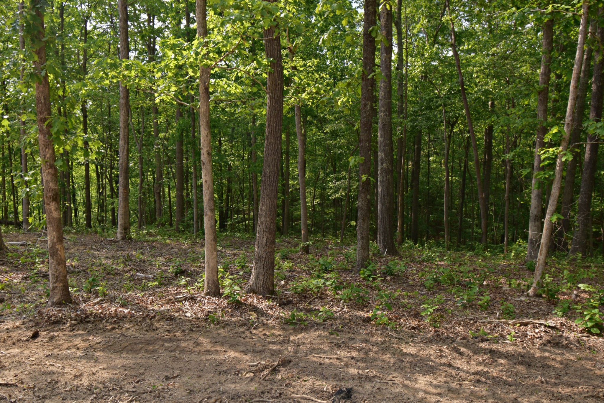 0 Dail Hollow Road Hohenwald, TN 38462 - Photo 4 of 14 Gallery Image 4
