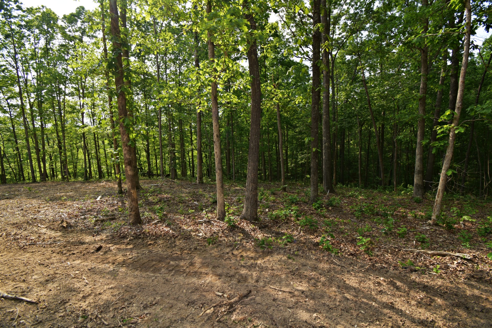 0 Dail Hollow Road Hohenwald, TN 38462 - Photo 5 of 14 Gallery Image 5