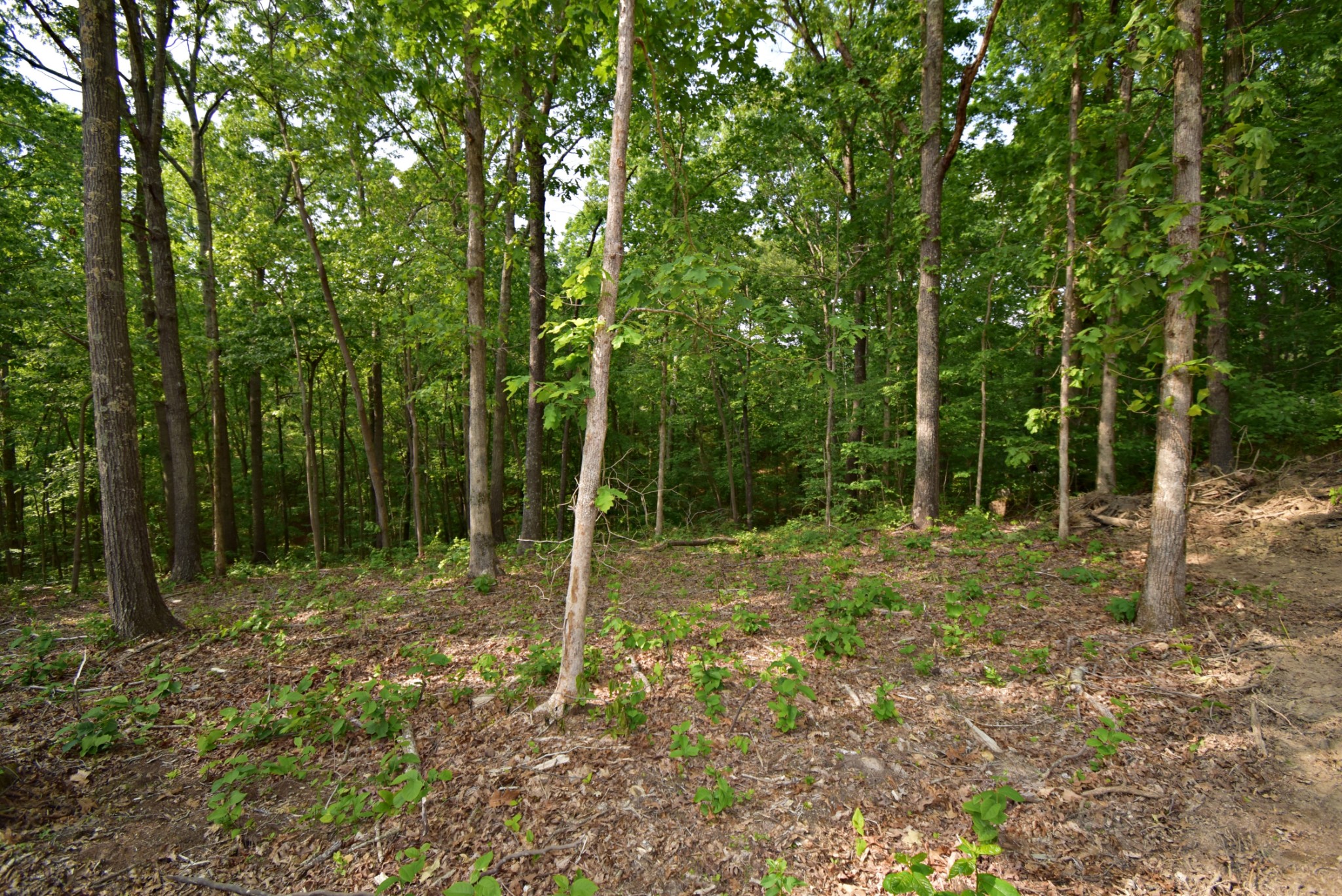 0 Dail Hollow Road Hohenwald, TN 38462 - Photo 7 of 14 Gallery Image 7