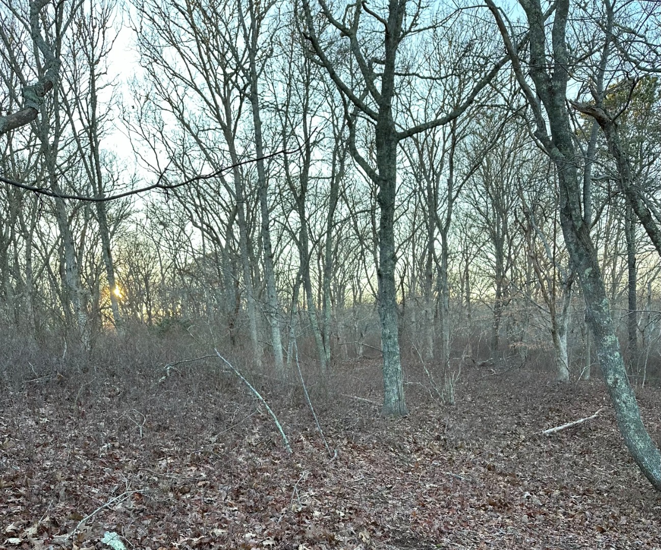 34 Ebens Lane Chilmark, MA 02535 - Photo 3 of 4 a view of a forest with trees in the background