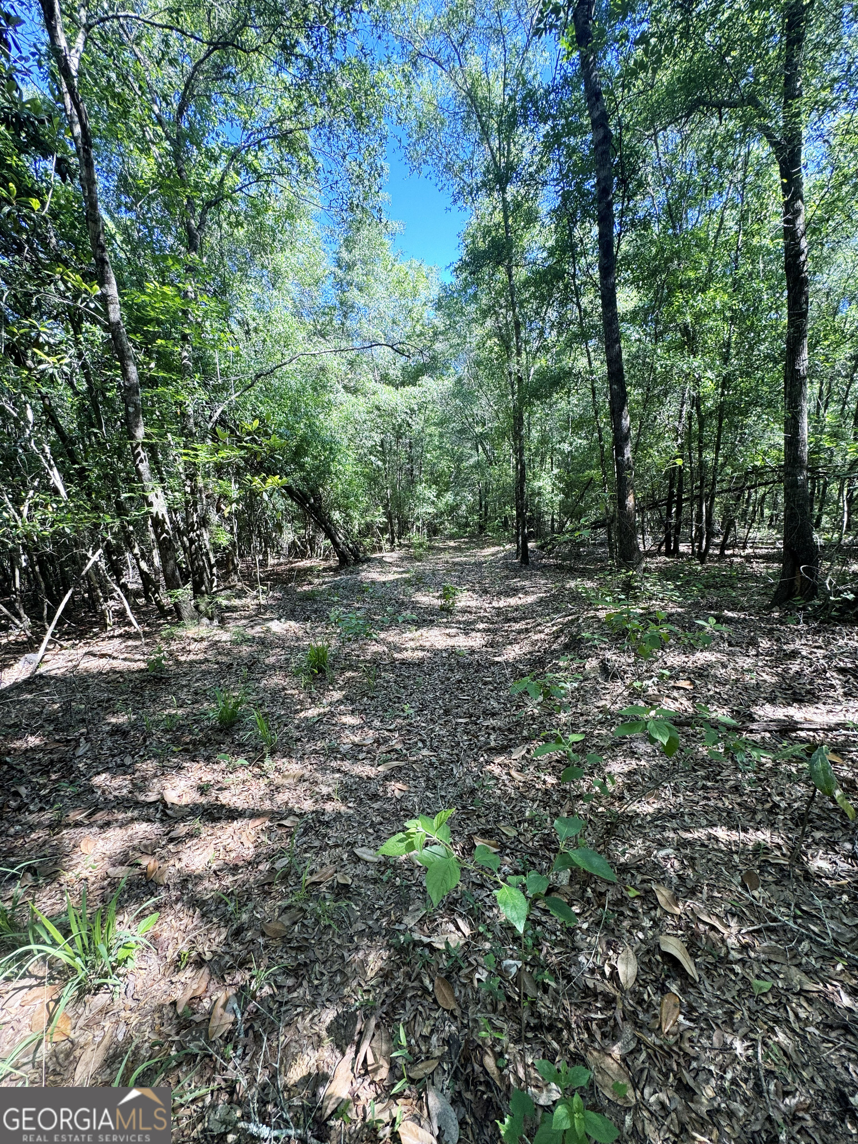 2415 Highway 82 Cuthbert, GA 39840 - Photo 16 of 25 a big yard with lots of green space and deers