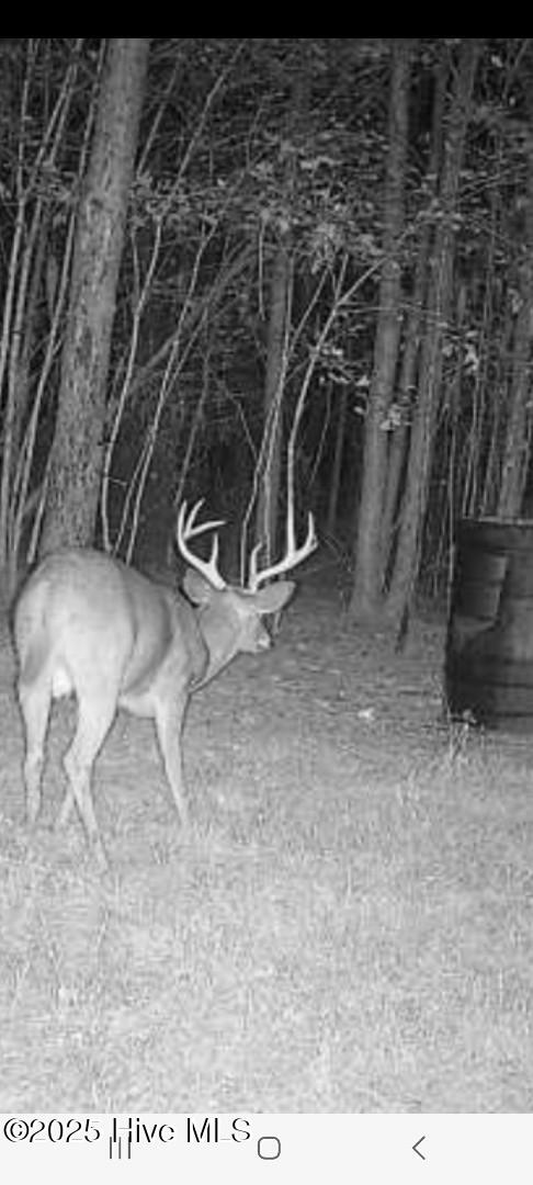 0 Yeopim Road Edenton, NC 27932 - Photo 3 of 6 Deer
