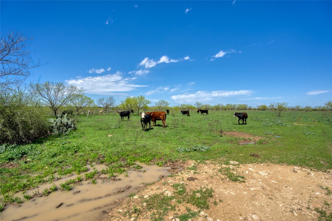 4121 County Road 2719 Evant, TX 76525 - Photo 36 of 37 a view of a garden with an trees