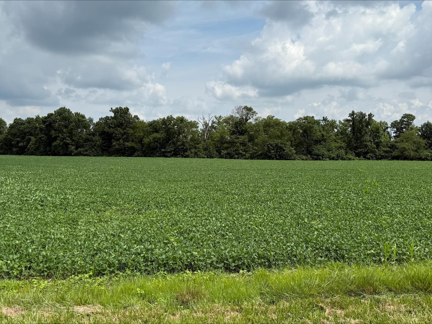 0 McCafferty Road Fayetteville, OH 45118 - Photo 3 of 6