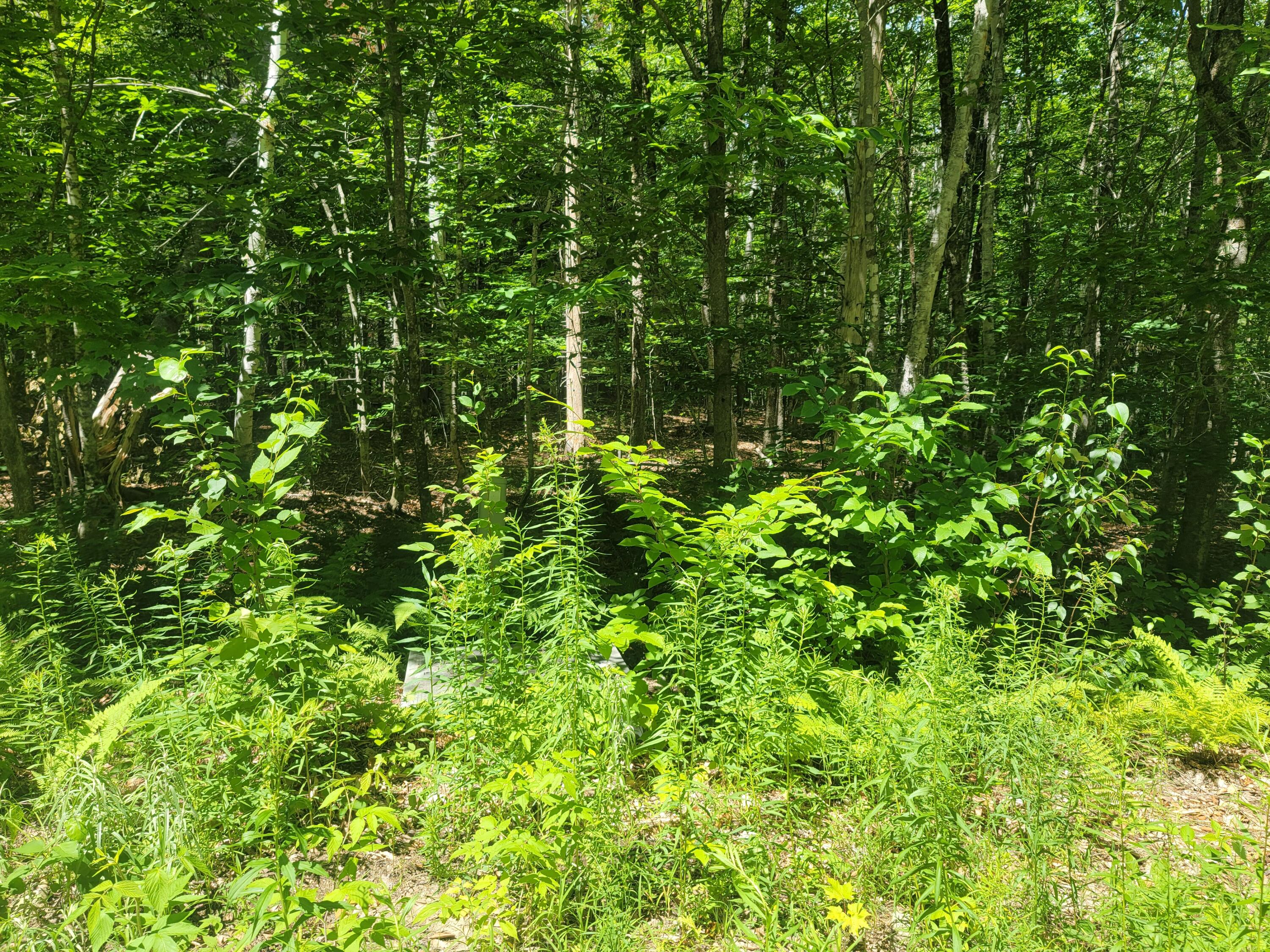 0 Hornbeam Ridge Road Dexter, ME 04930 - Photo 8 of 10 20210707_134119