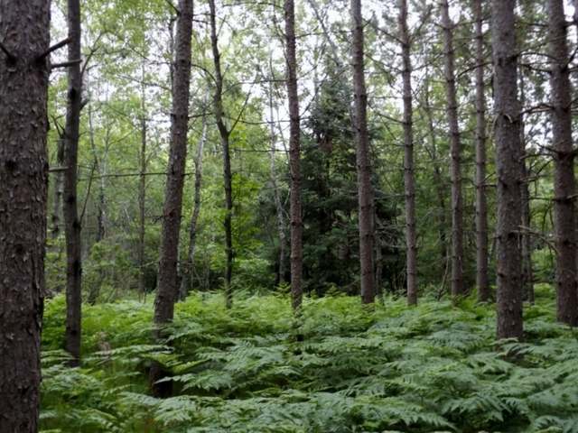 20-acres Strong Road Argonne, WI 54511 - Photo 18 of 20 Gallery Image 18