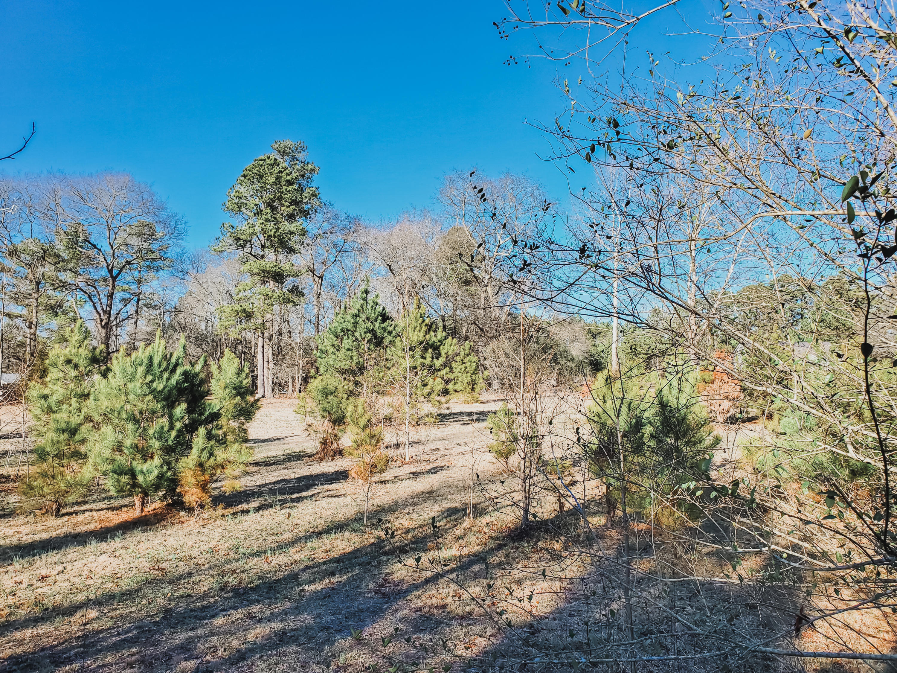 170 Jody Road Carthage, NC 28327 - Photo 5 of 7 Pic 1-2