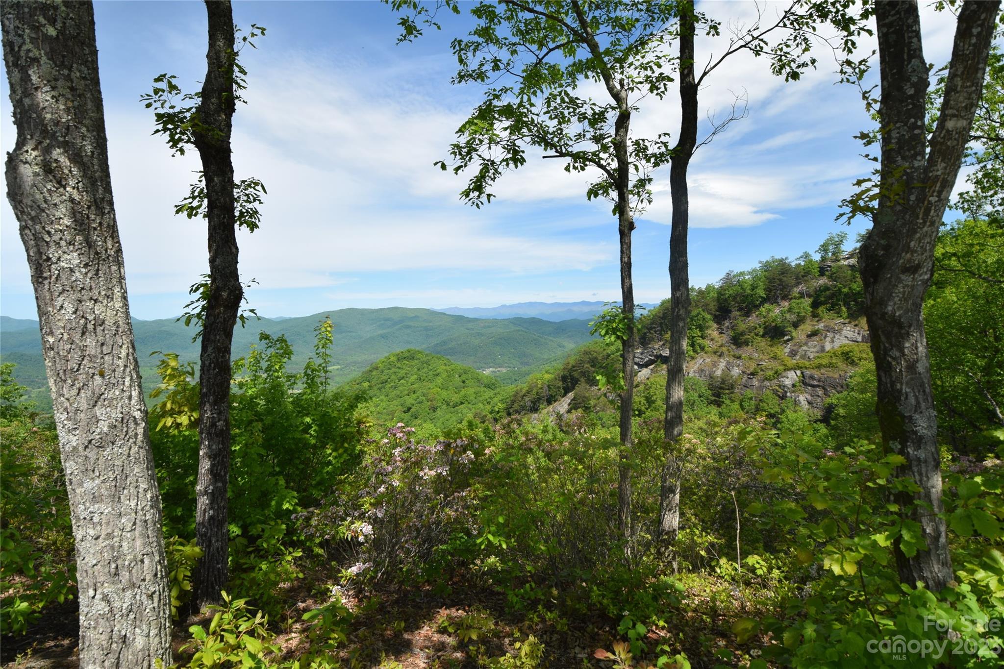 94 Devin Rdg Lane Union Mills, NC 28167 - Photo 4 of 28 a view of a garden with a tree