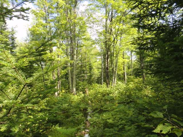 Lot 3-on Sanctuary Road Tomahawk, WI 54487 - Photo 12 of 15 Gallery Image 12