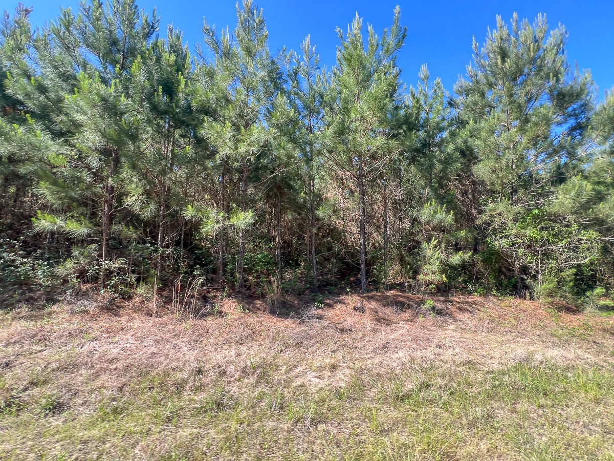 355 Eliot Trinity, TX 75862 - Photo 7 of 13