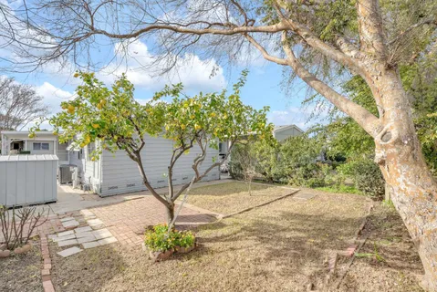 a view of a yard with plants and a large tree