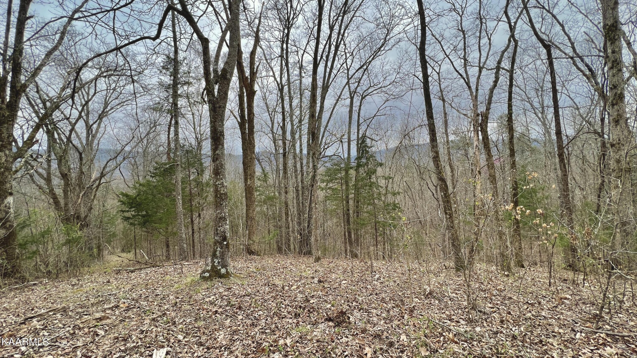 1560 Dripping Springs Road Seymour, TN 37865 - Photo 46 of 46