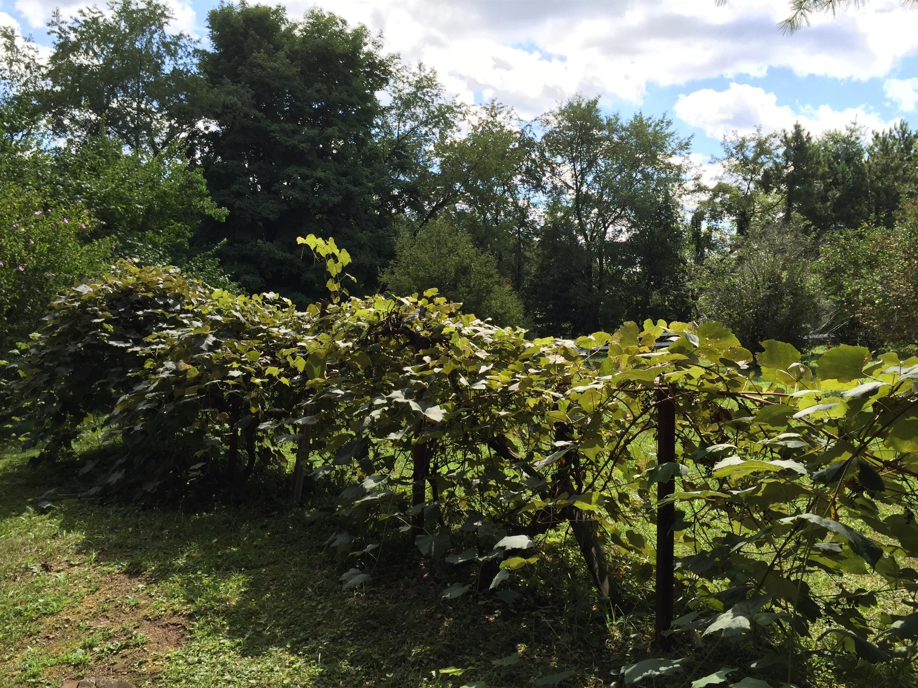 2018 Quaker State Road Montoursville, PA 17754 - Photo 35 of 37 Grape Vines