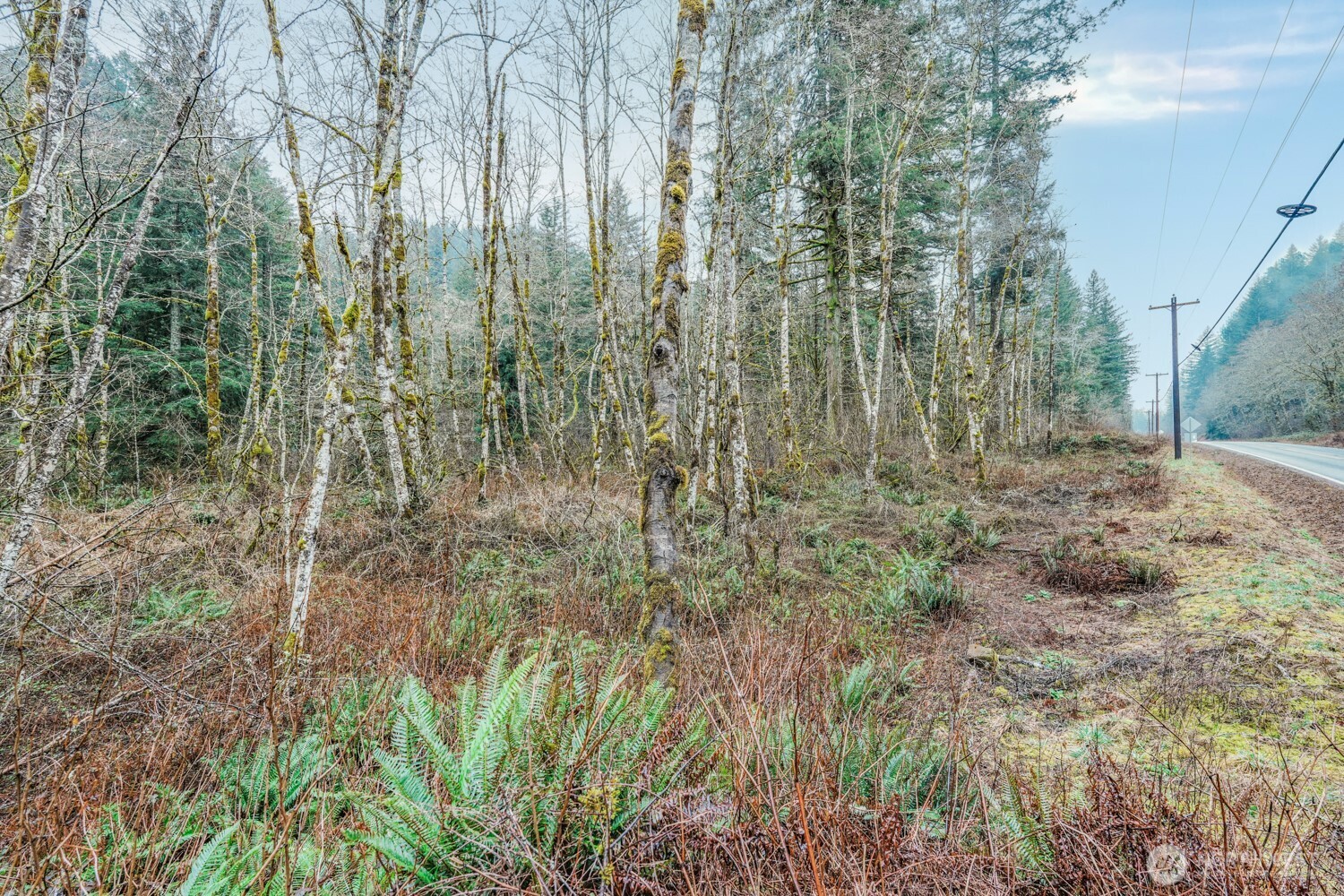 0 Washougal River Road Washougal, WA 98671 - Photo 3 of 9 a view of a forest with trees