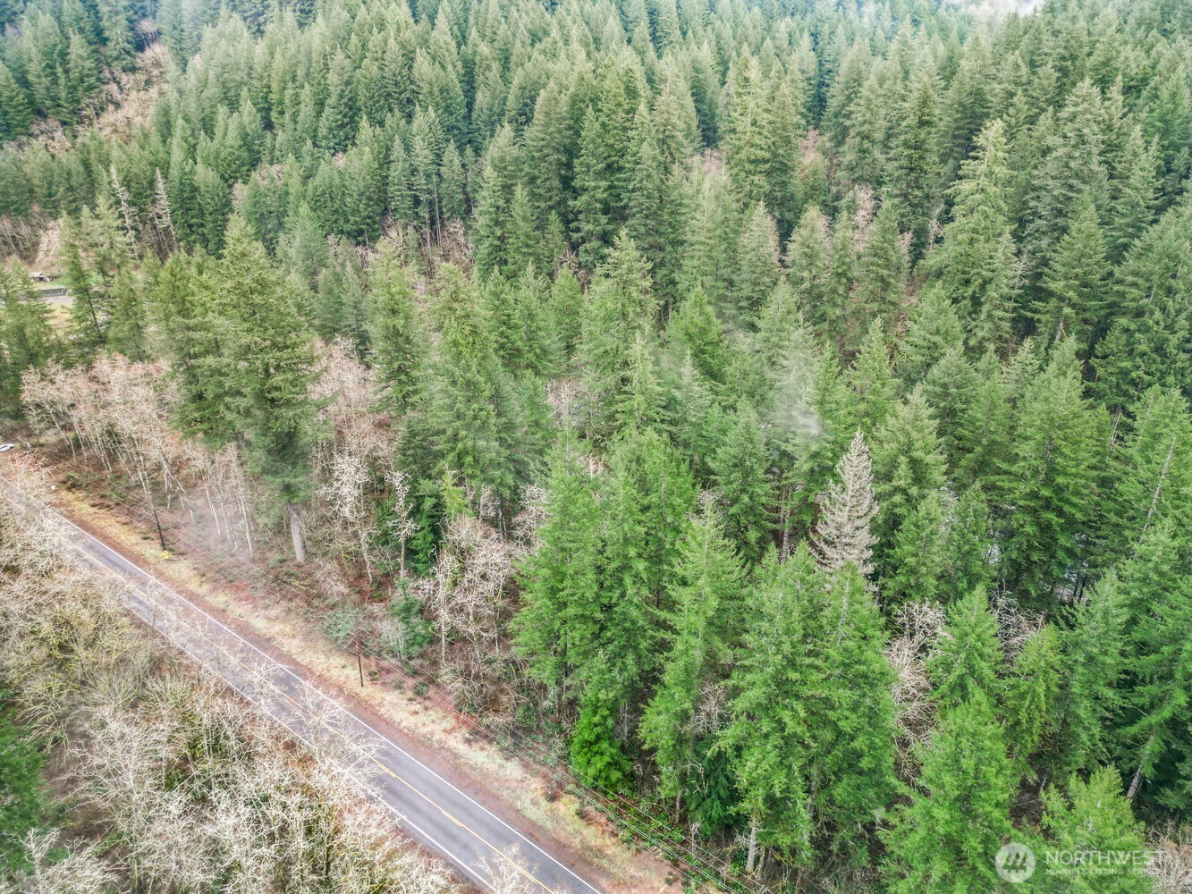 0 Washougal River Road Washougal, WA 98671 - Photo 5 of 9 a view of a forest that has a tree