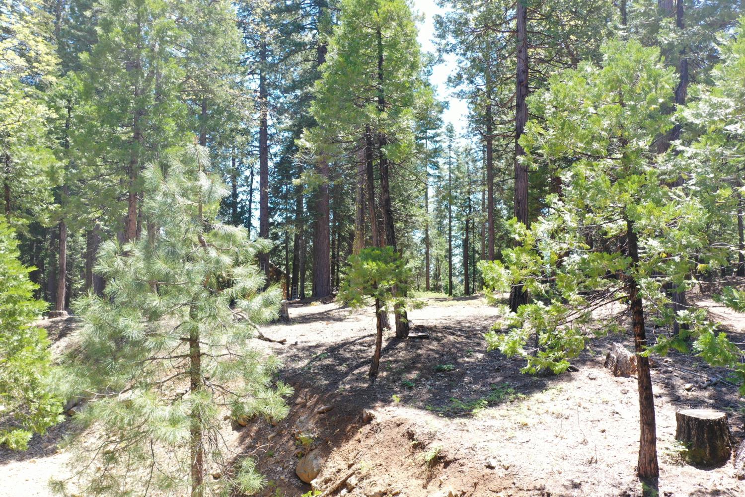 3112 Apache Road Arnold, CA 95223 - Photo 22 of 25 a view of a tree with a yard