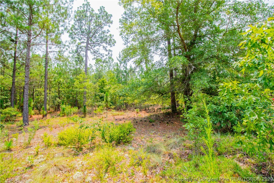 Old Forest Road Raeford, NC 28376 - Photo 4 of 7 a view of a yard with plants and trees