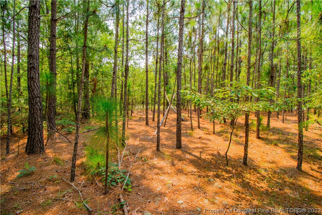 Old Forest Road Raeford, NC 28376 - Photo 6 of 7 a view of yard