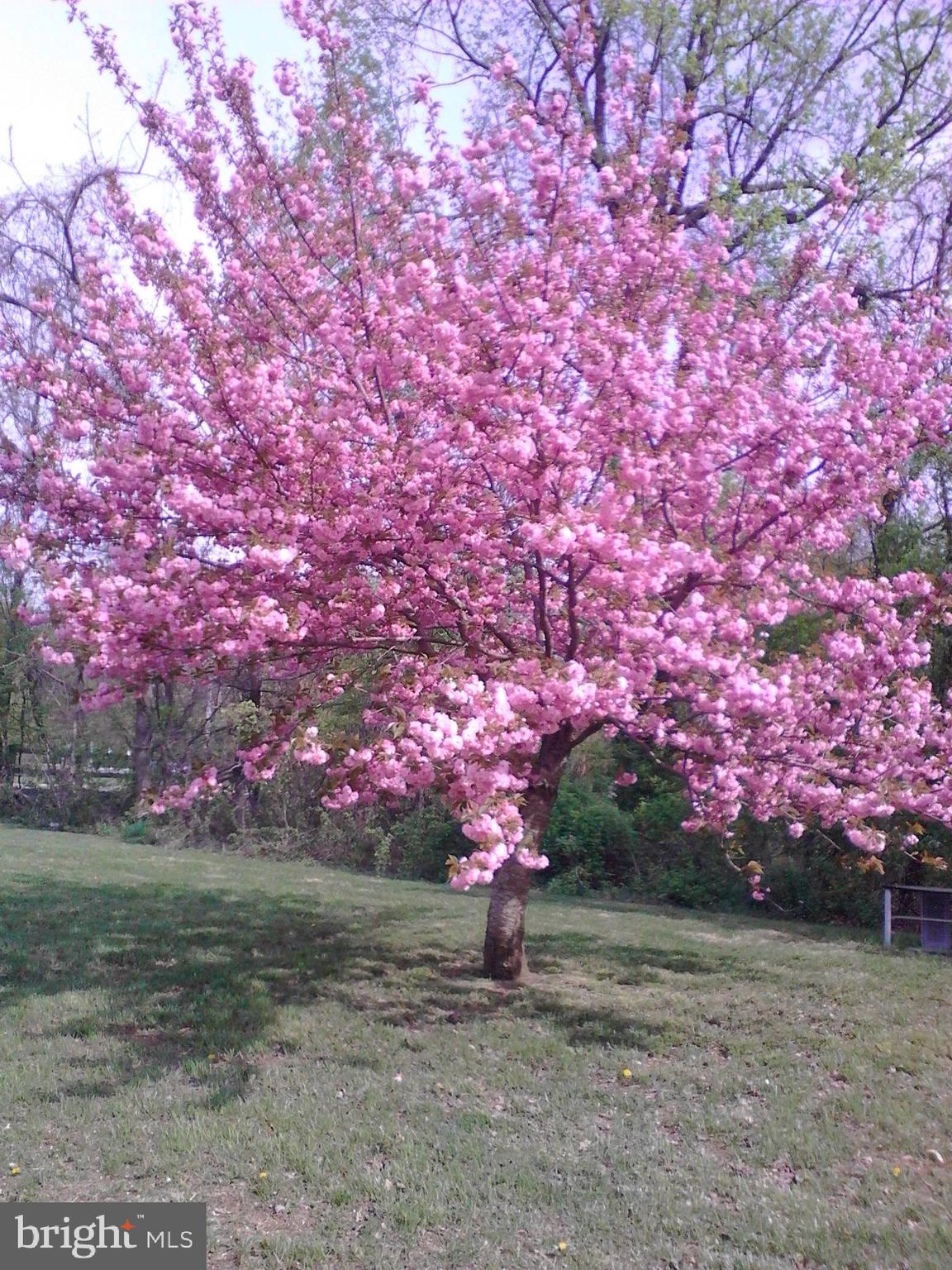 365 Capetowne Road Arnold, MD 21012 - Photo 19 of 20