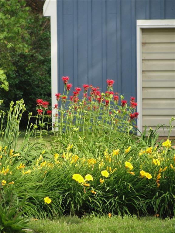 Bee balm and daffodils in the front...