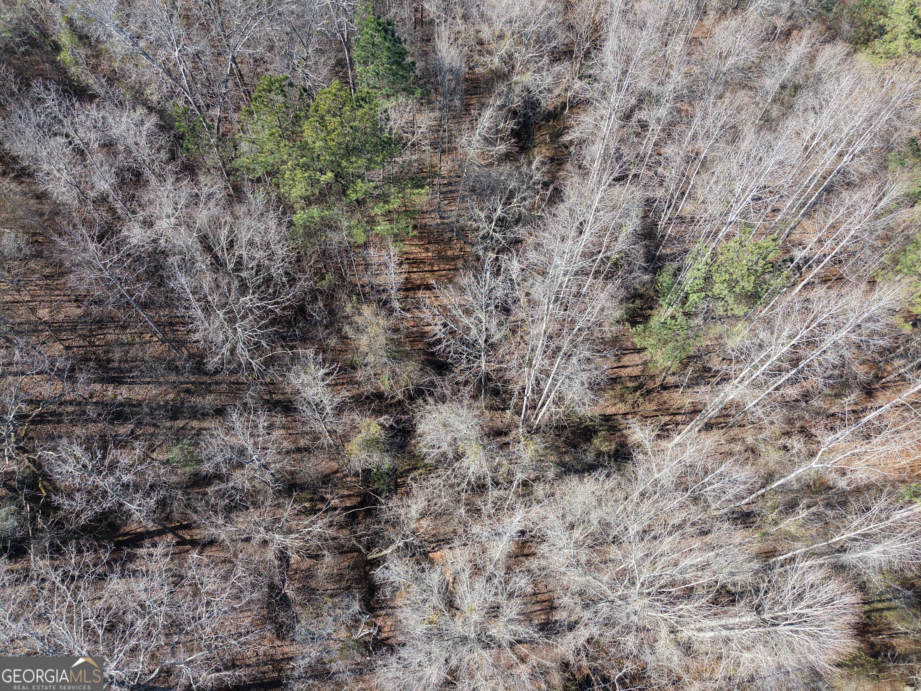 103-acres Pobiddy Road Thomaston, GA 30286 - Photo 12 of 21 a view of a dry yard with green space