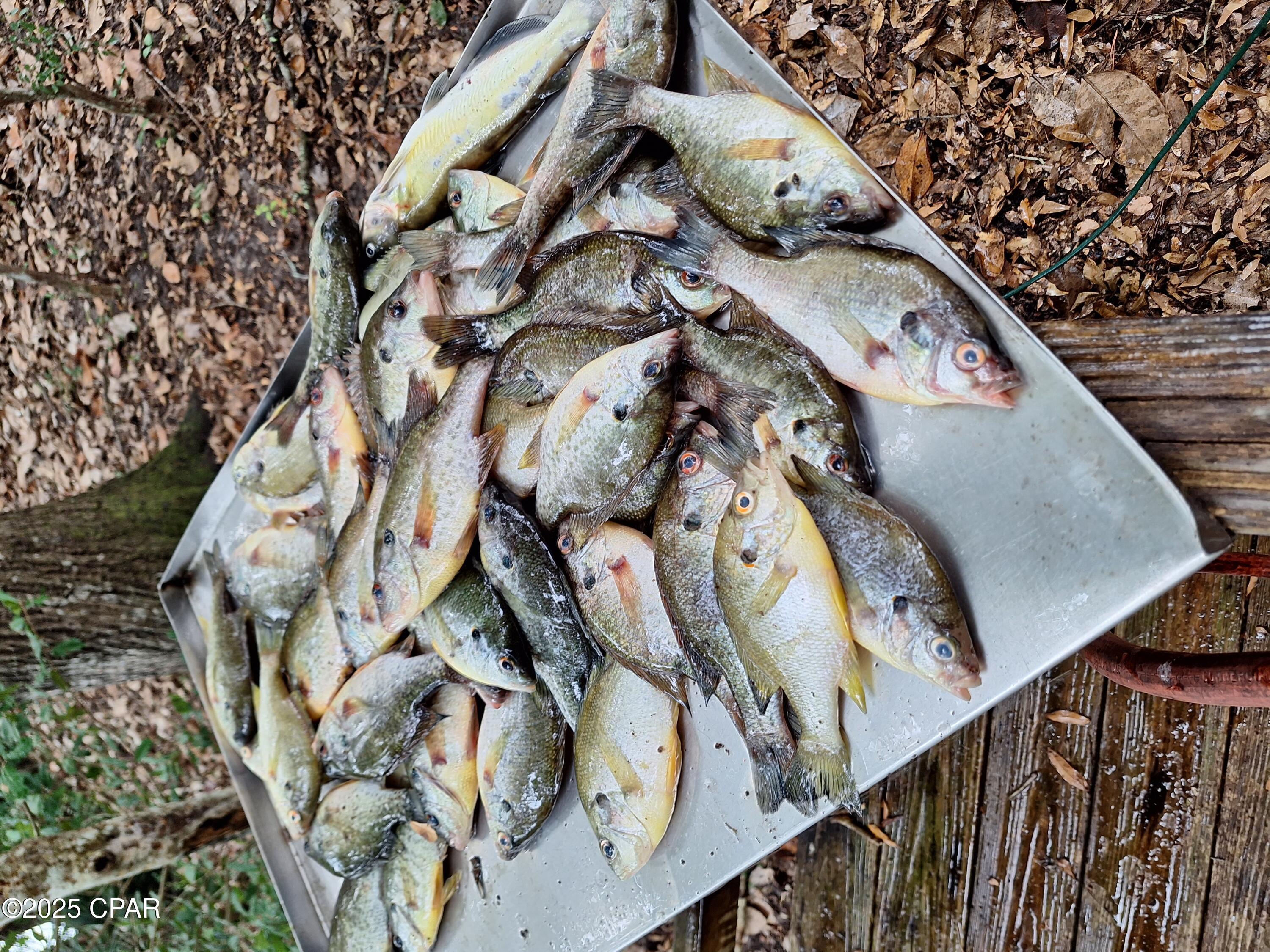 3909 Okchia Circle Vernon, FL 32462 - Photo 6 of 71