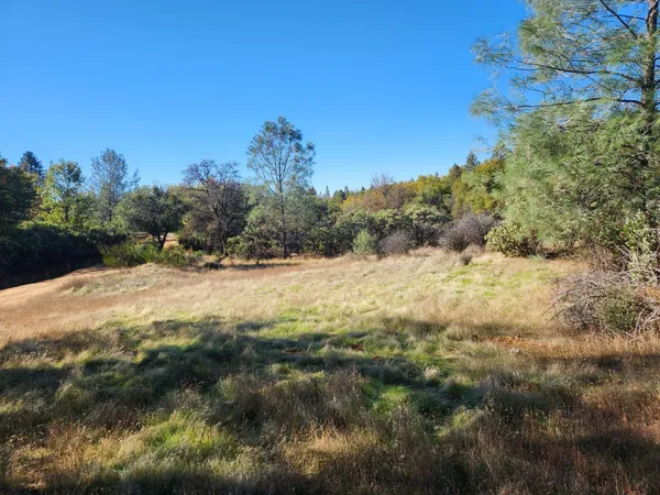 a view of a yard with a tree