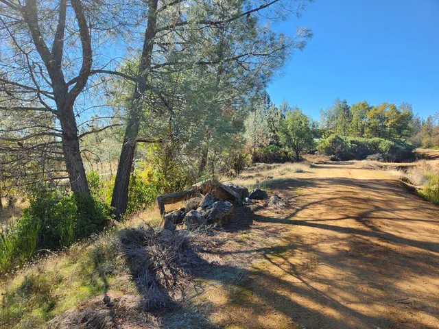 a view of a park with large trees