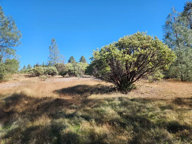 a view of a yard with a tree