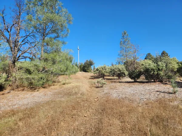 a view of a dry yard with trees