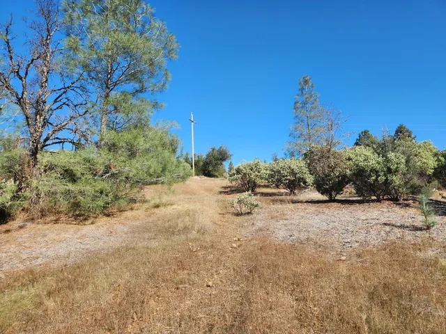 a view of a dry yard with trees