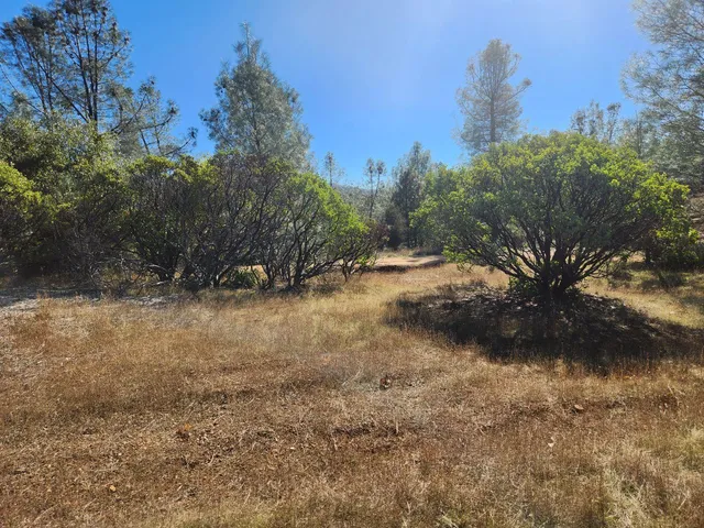 a view of a yard with a tree