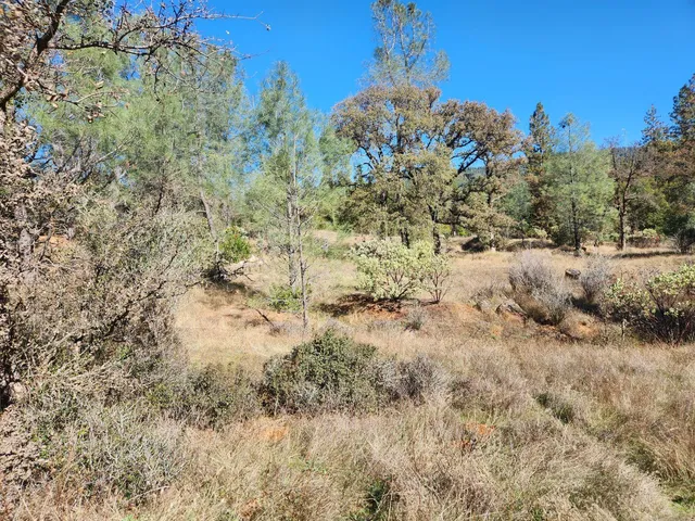 a view of a dry yard
