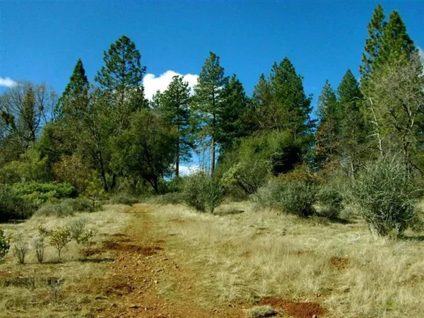 a view of a yard with plants and large trees