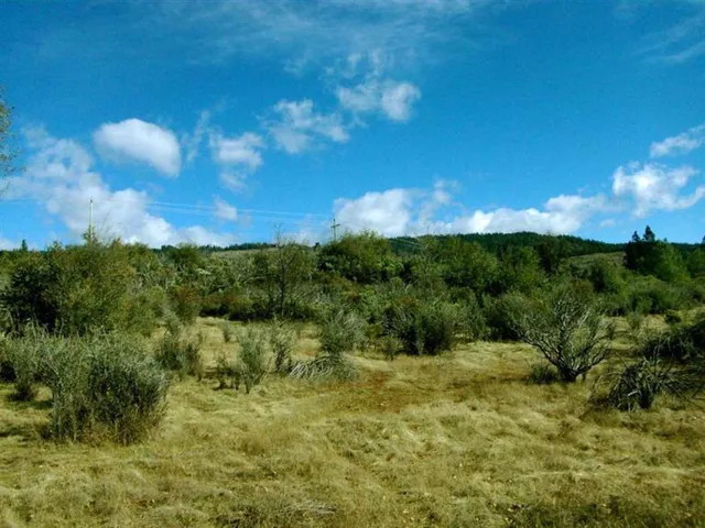 a view of a yard with a tree