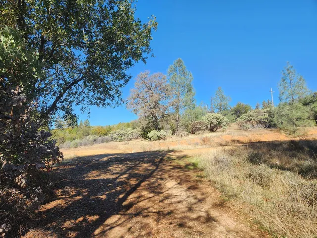 a view of a dry yard with trees