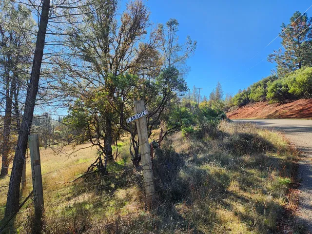 a view of a yard with plants and trees