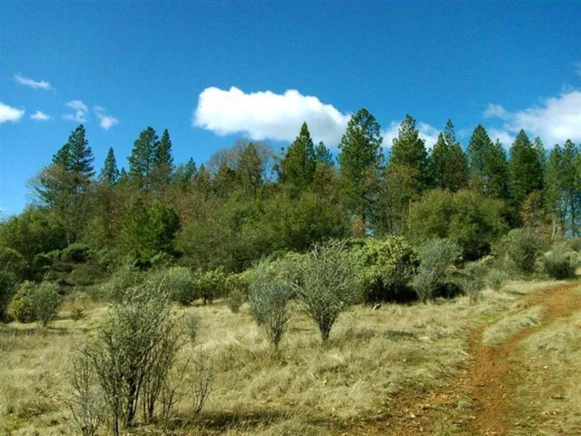 a view of a big yard with large trees