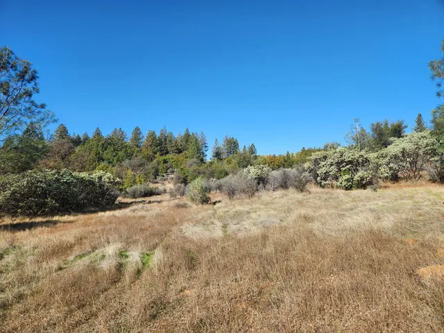 a view of a dry yard with trees in the background