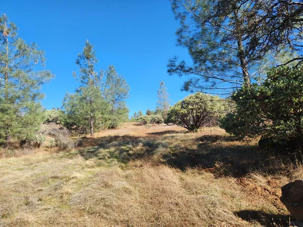 a view of a yard with a tree
