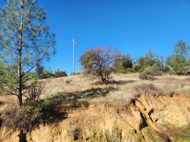 a view of a yard with a tree