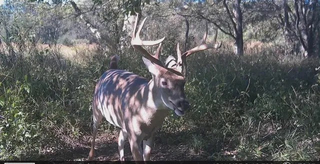 $179,000 | 11 West W Highway, Pulaski, TN 38478