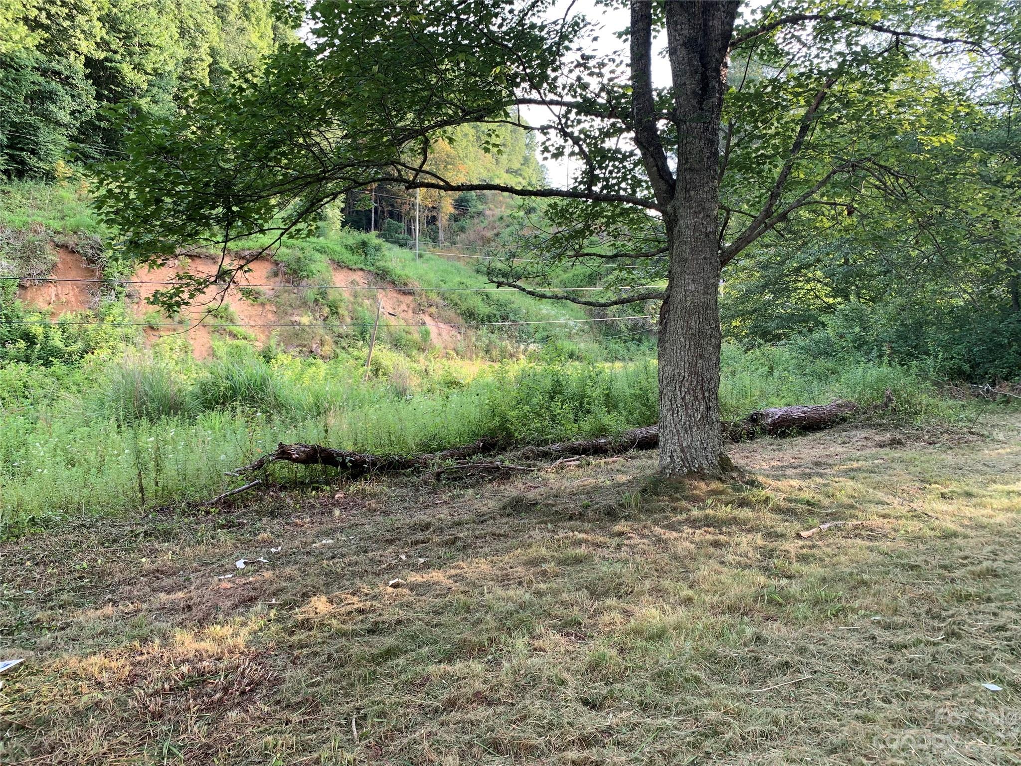 25 Black Crow Road Burnsville, NC 28714 - Photo 4 of 17 a view of a forest filled with trees