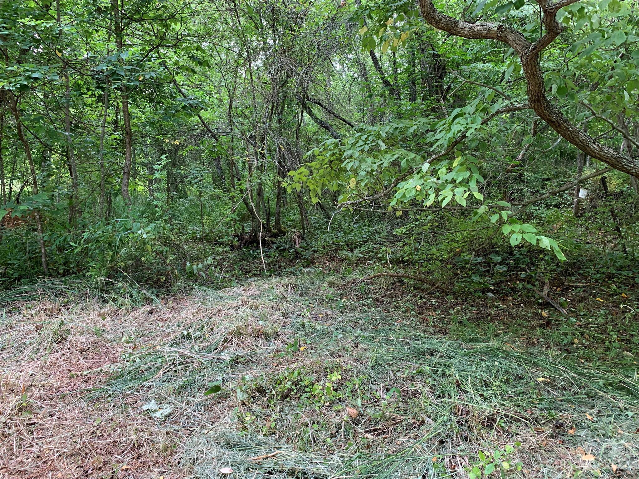 25 Black Crow Road Burnsville, NC 28714 - Photo 6 of 17 a view of a lush green forest
