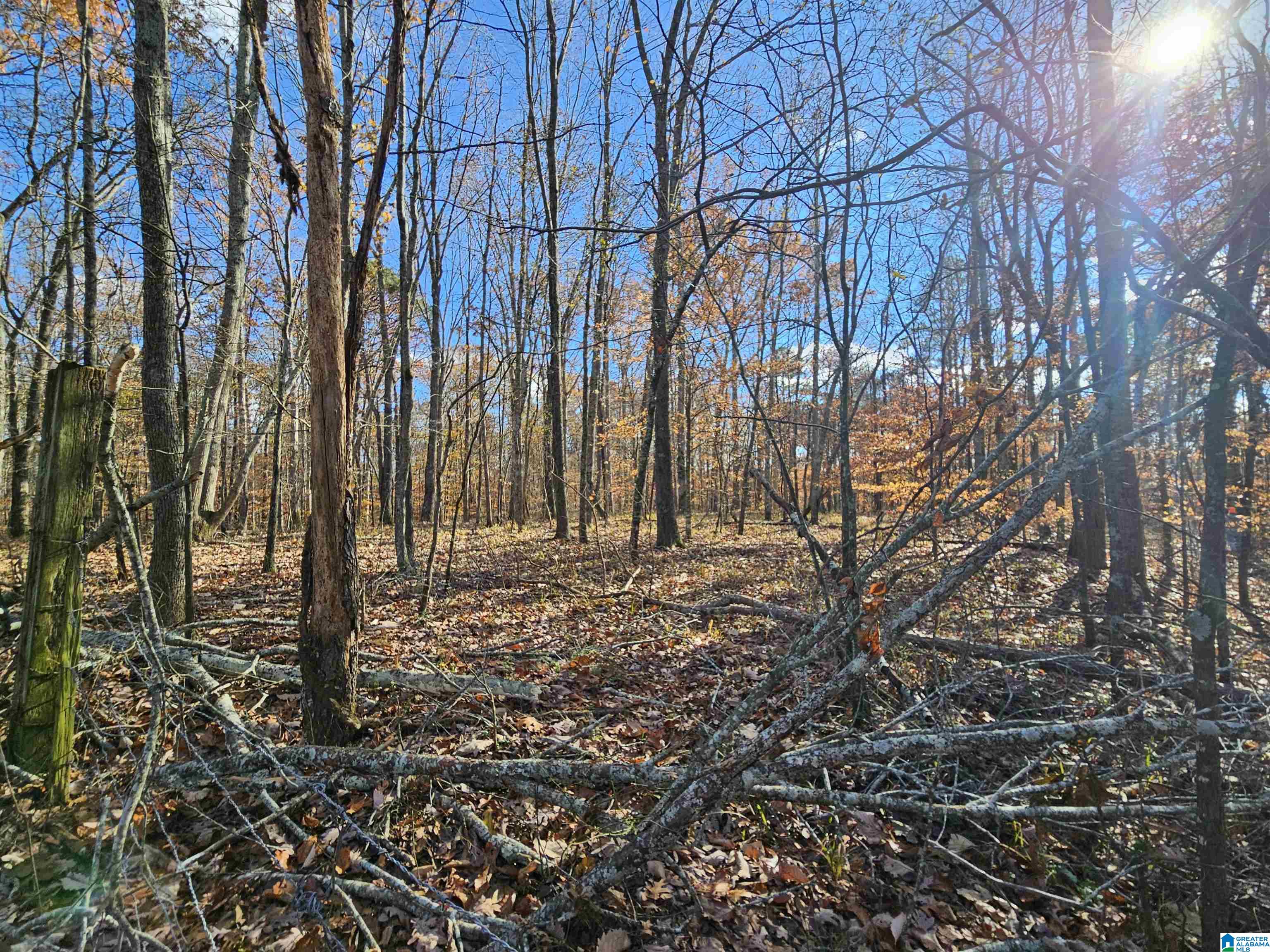682 County Road 832 Logan, AL 35098 - Photo 7 of 48