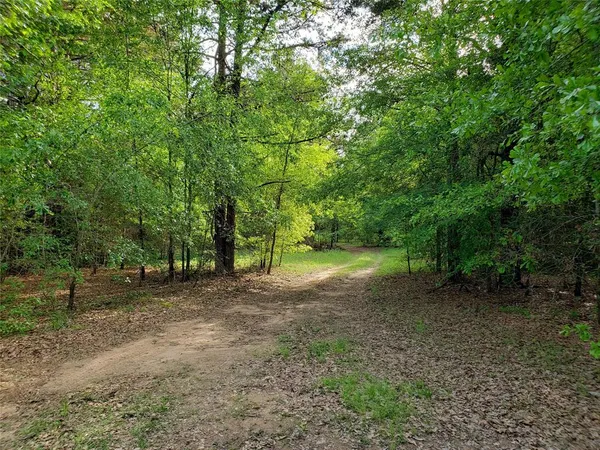 a view of a forest with trees in the background