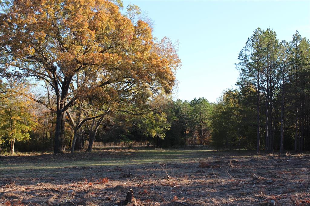 1070 Piney Grove Road Rusk, TX 75785 - Photo 39 of 39 a view of dirt yard with large trees